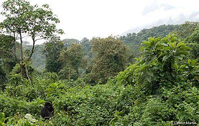 02/11/16 Ouverture  Abidjan dun forum cologique avant la Cop 22